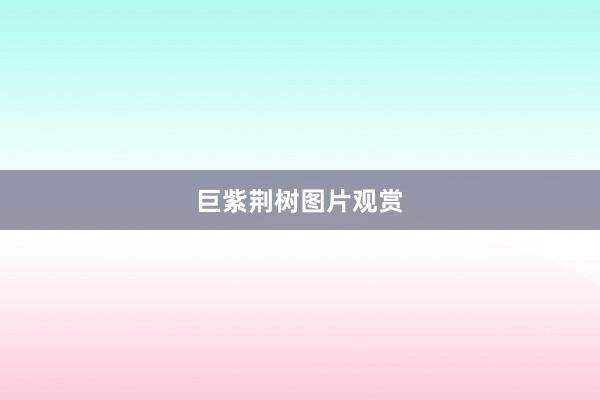 巨紫荆树图片观赏